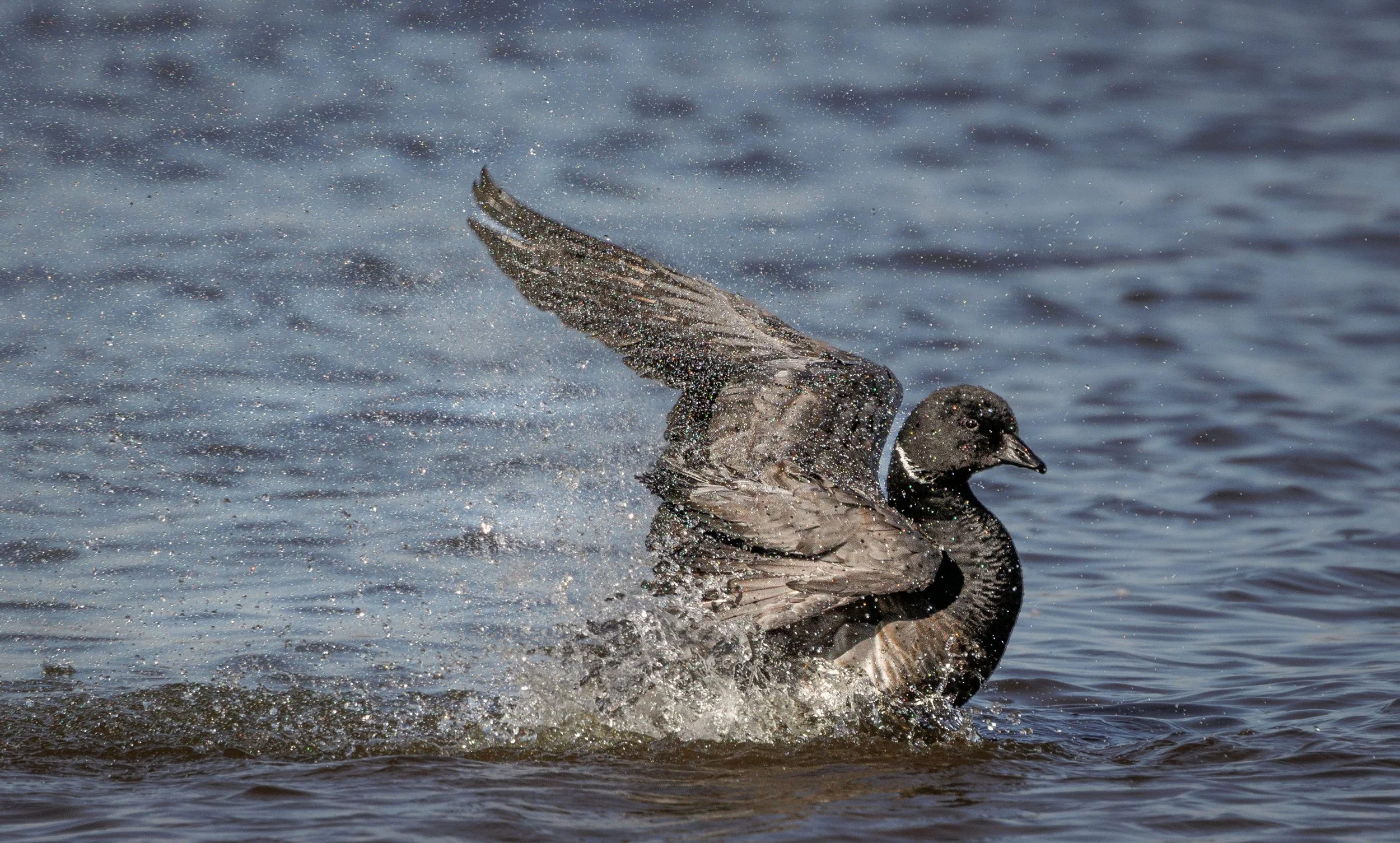 untitled (438 of 477)-Edit.jpg