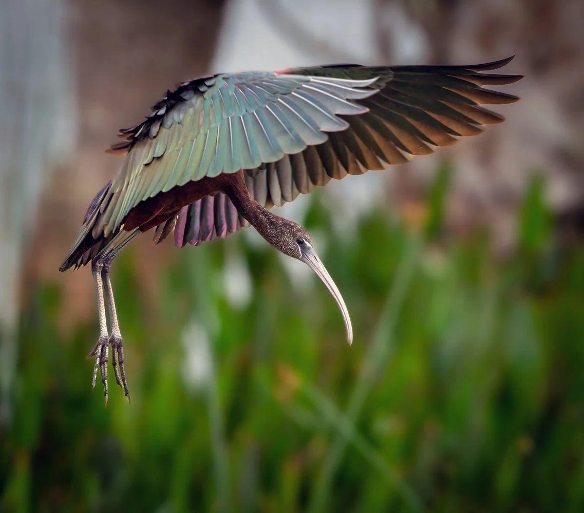 Viera Wetlands (557 of 589)-Edit-Edit.jpg