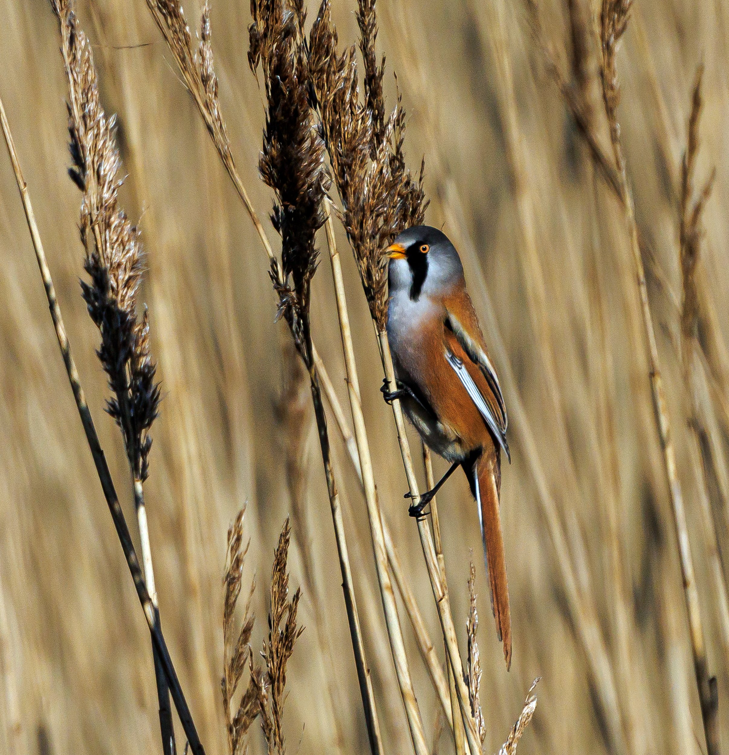 untitled (219 of 477)-Edit.jpg