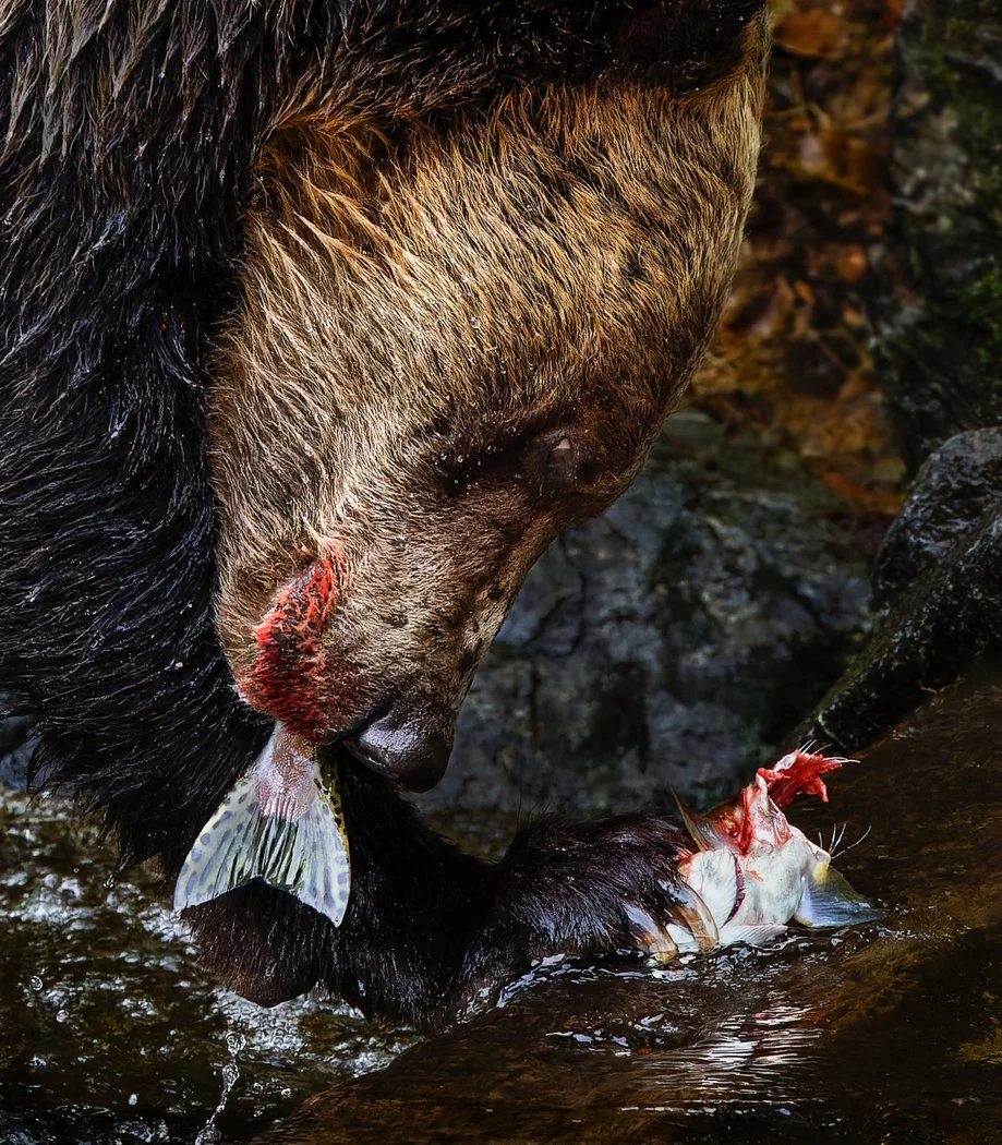 bear fishing-Edit.jpg