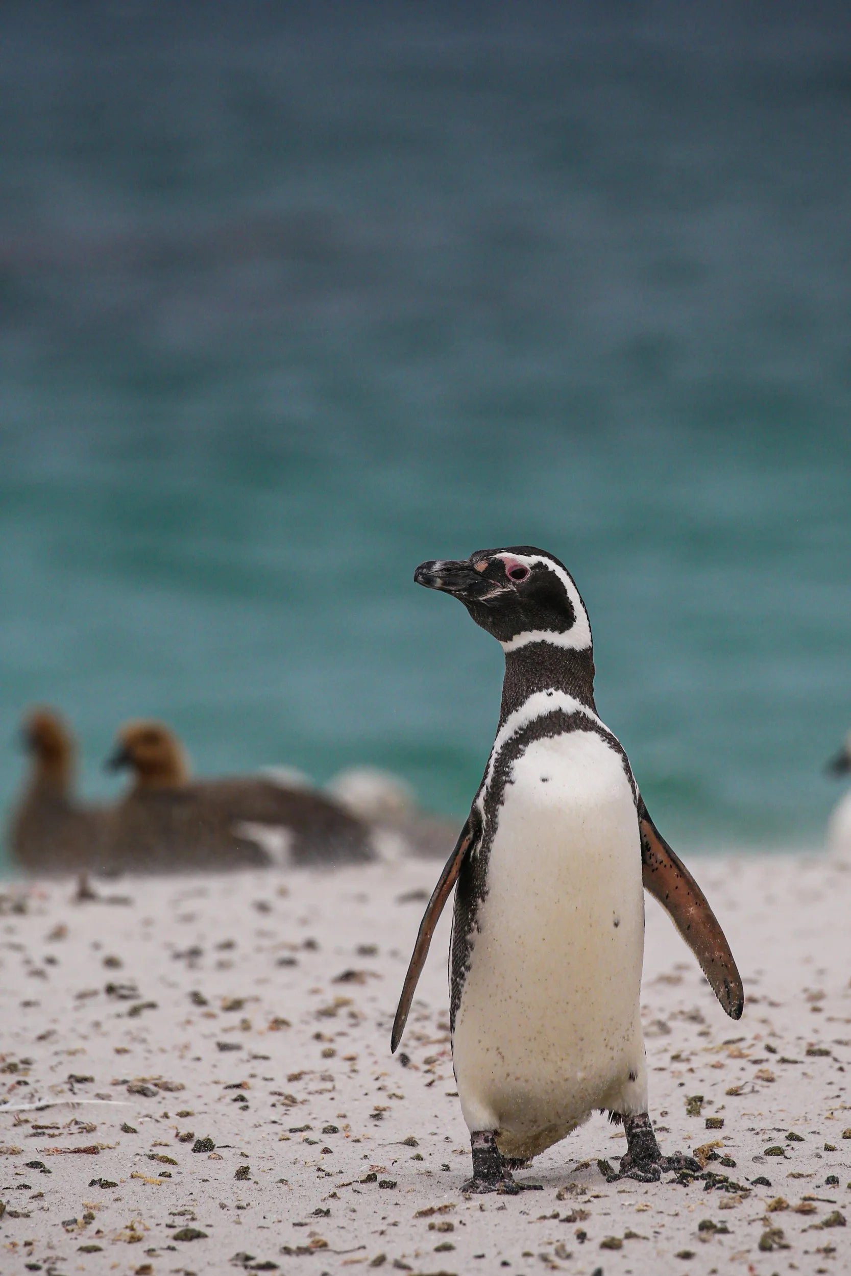 Falklands 3 (706 of 1118).jpg