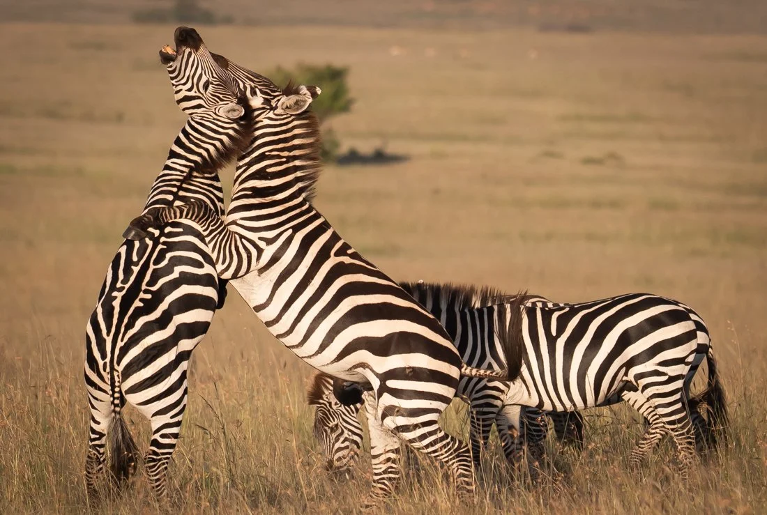 untitled (5464 of 6546).jpg