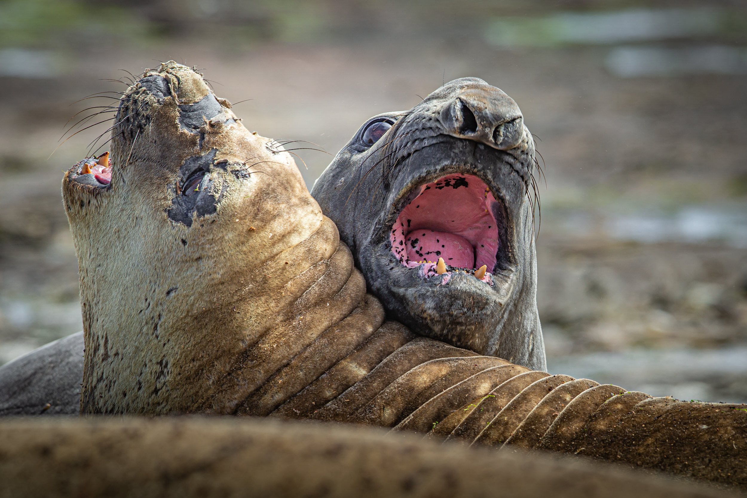 untitled (113 of 348).jpg