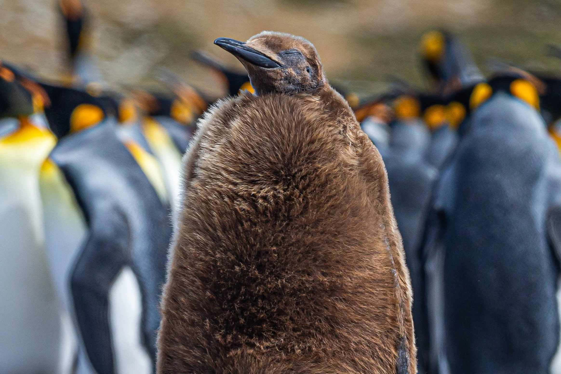 Falklands 10 (195 of 237).jpg