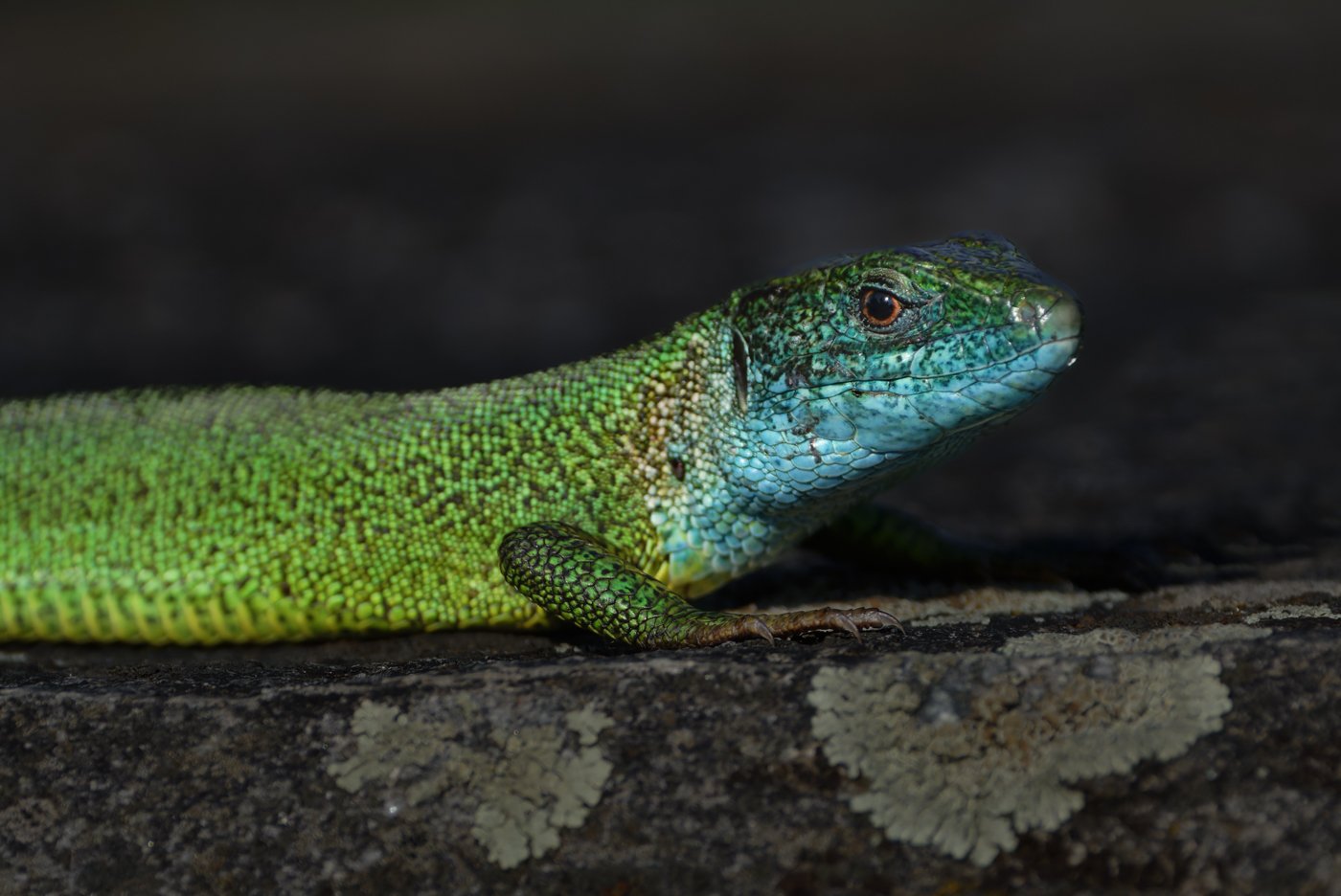 untitled (54 of 2162)-CR3-Edit.jpg