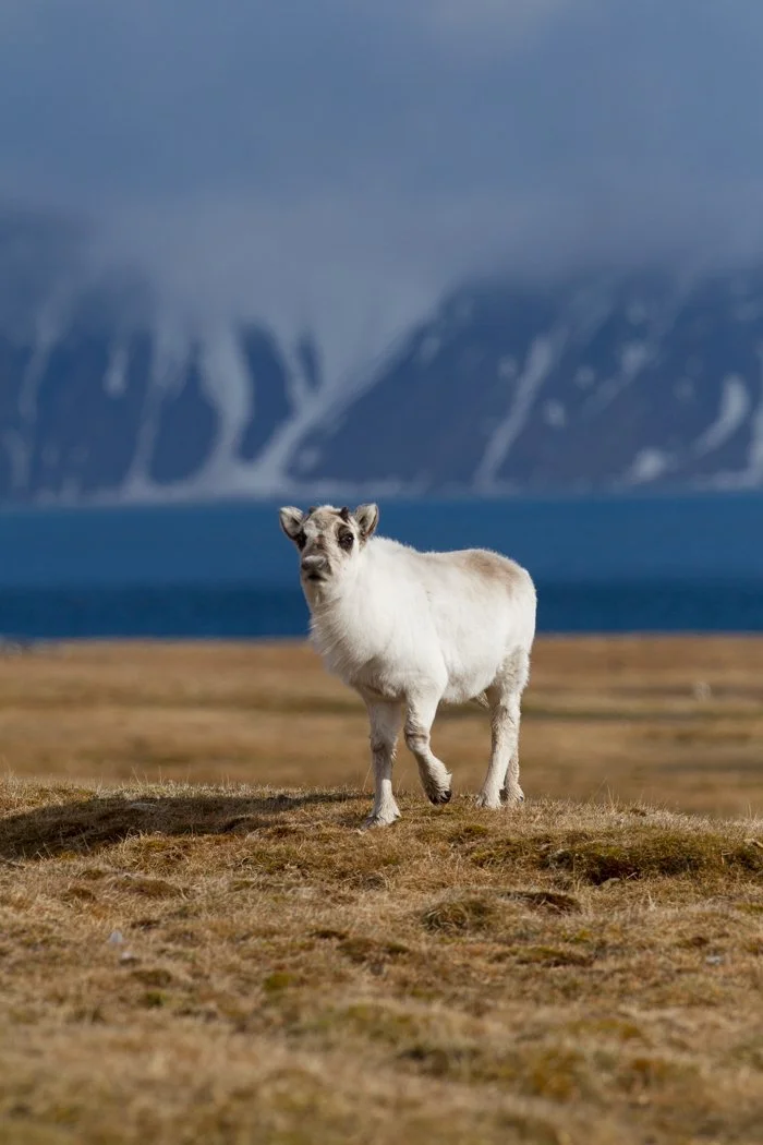 Arctic Voyage302012-274.jpg