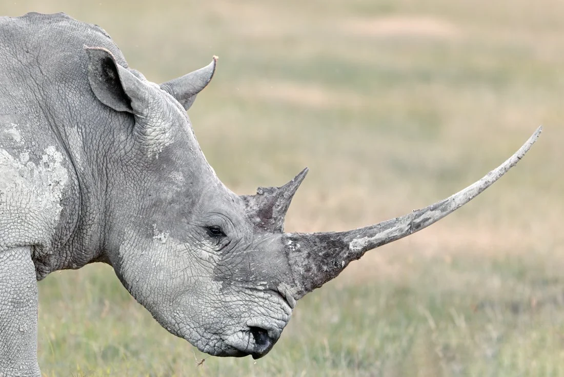 Lake Nukuru, Kenya  2011 13-1840-DxO_DeepPRIME XD2s-Edit.jpg