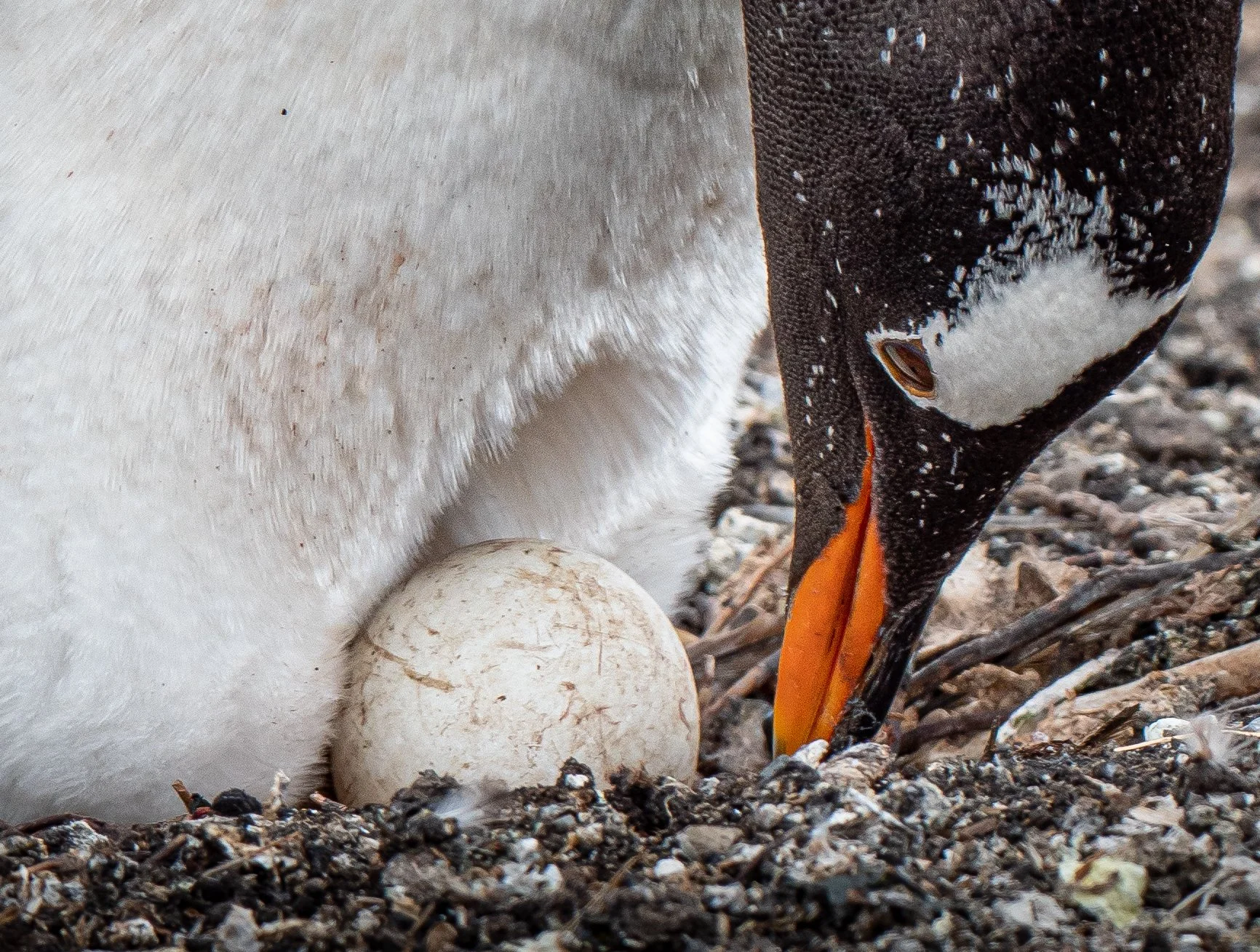 Lumix  Carcass Island (21 of 268).jpg