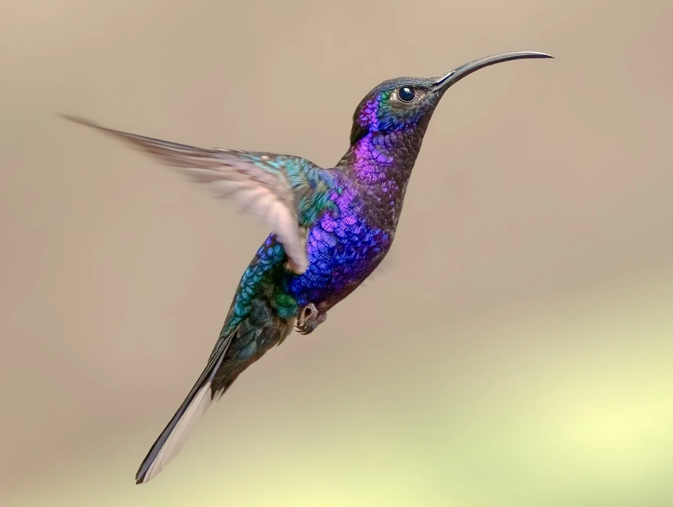 Costa Rica (2616 of 3839)-Edit-Edit.jpg