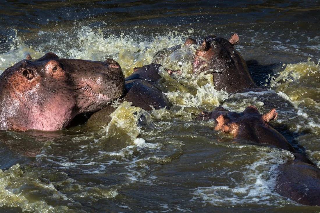 Massai Mara, Kenya  2011 14-1219.jpg