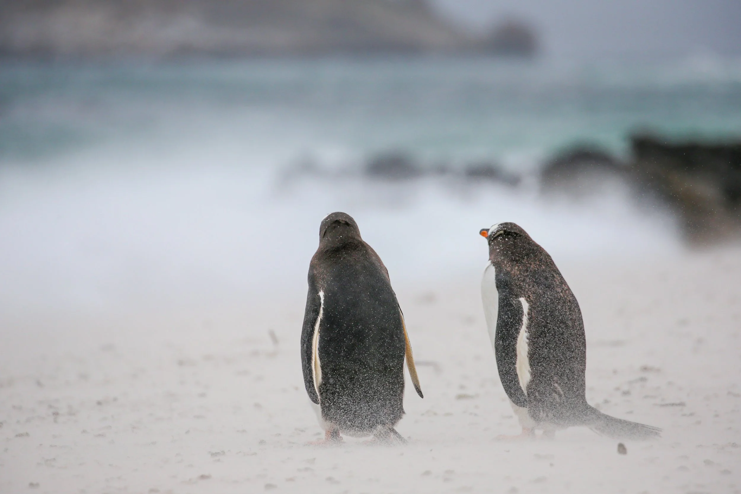 Falklands 3 (751 of 1118).jpg
