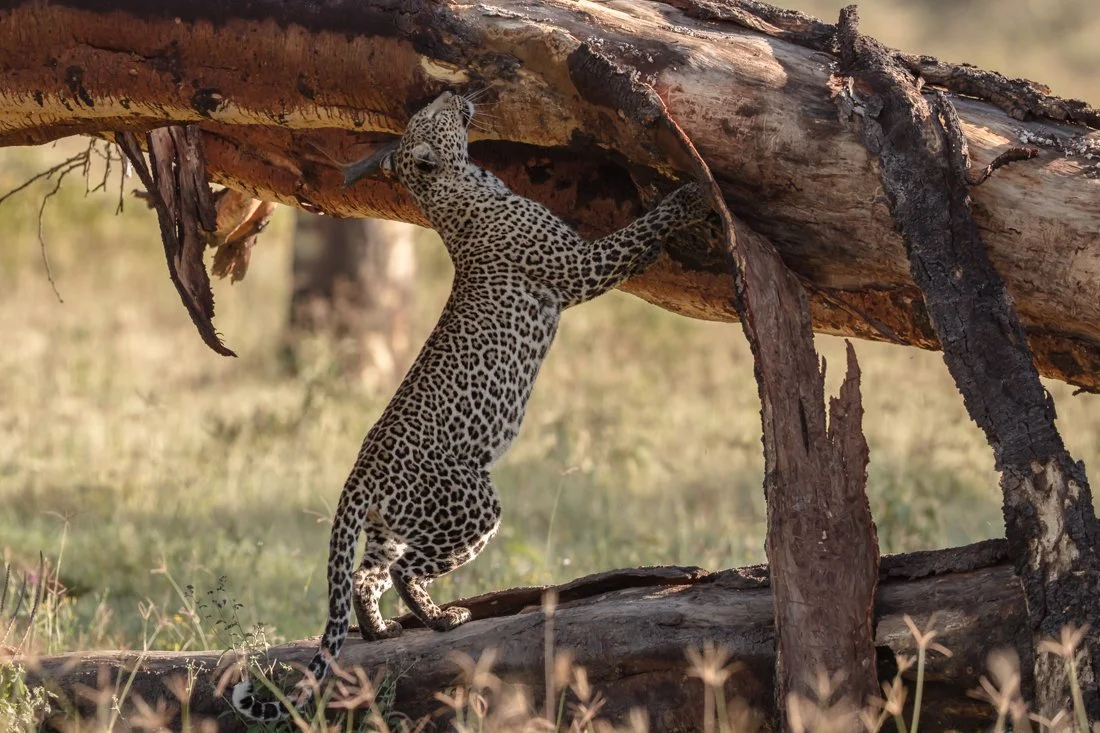 Lake Nukuru, Kenya  2011 13-703.jpg