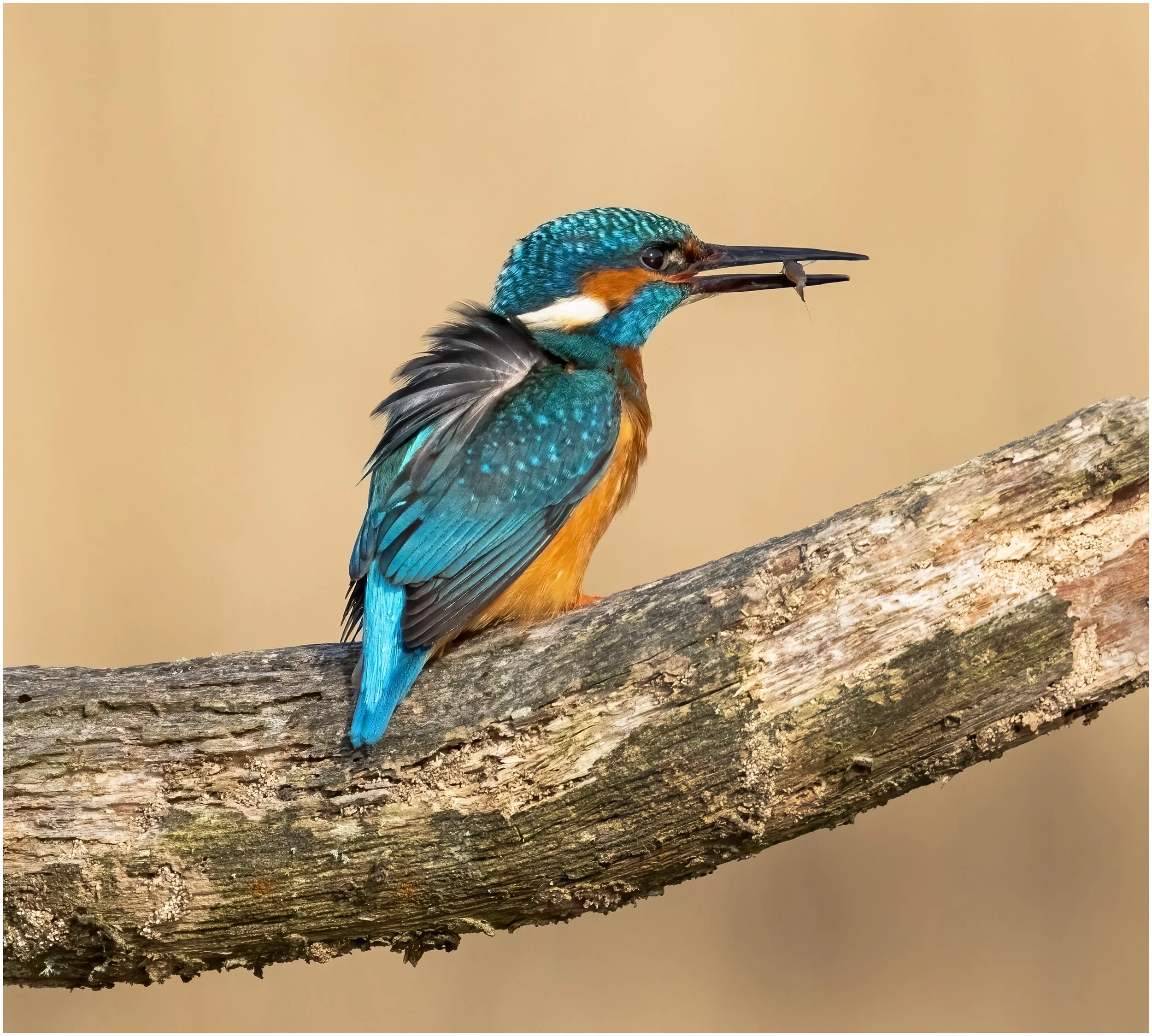 Kingfisher3-Edit-Edit.jpg