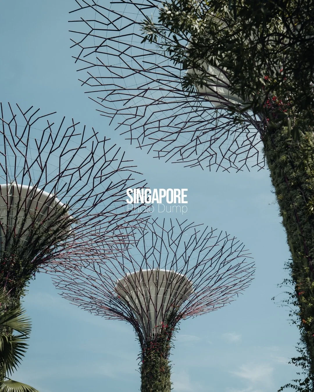 Where the city turns into a jungle - Welcome to Singapore