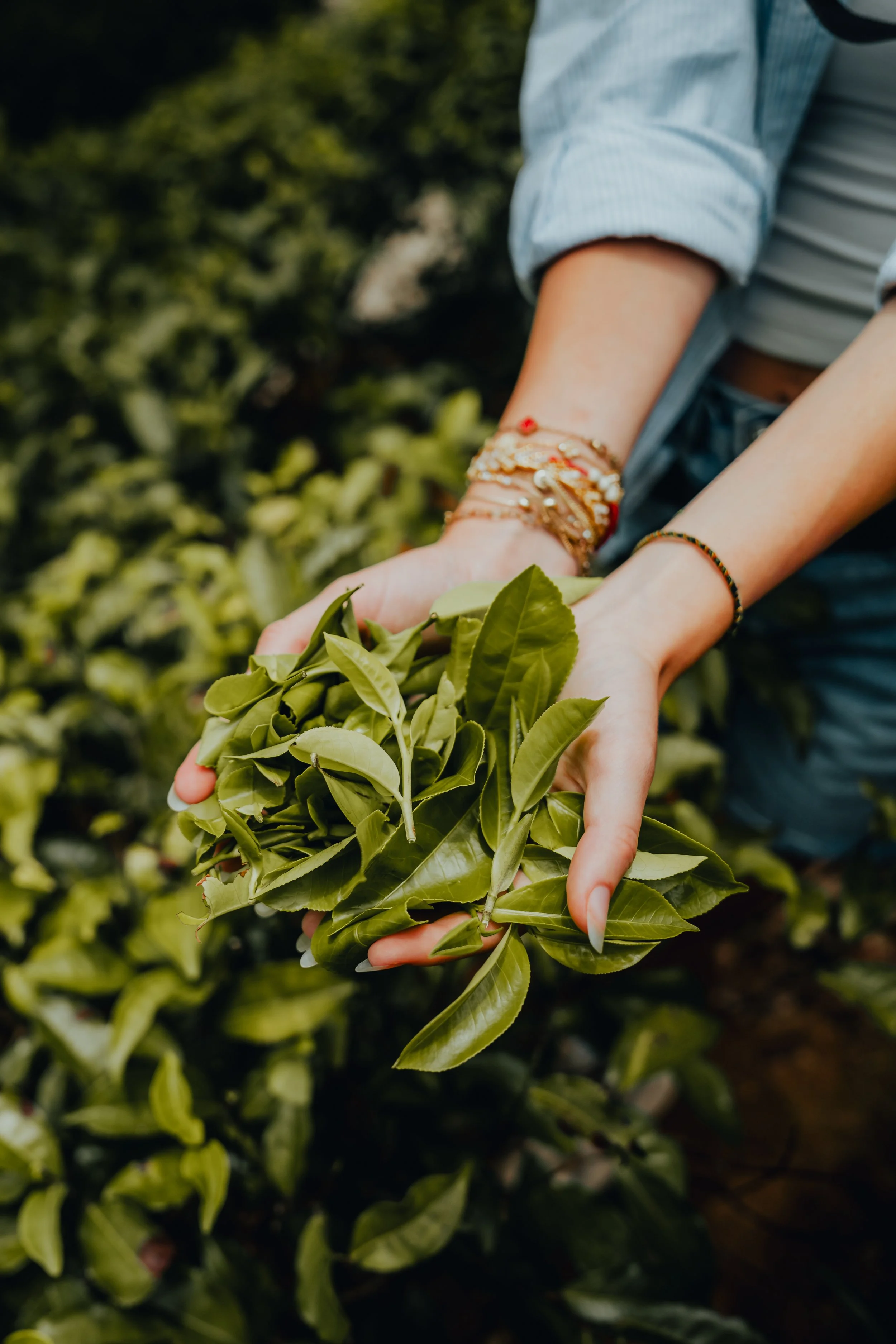 Person holding a bunch of green tea leaves in a tea plantation.