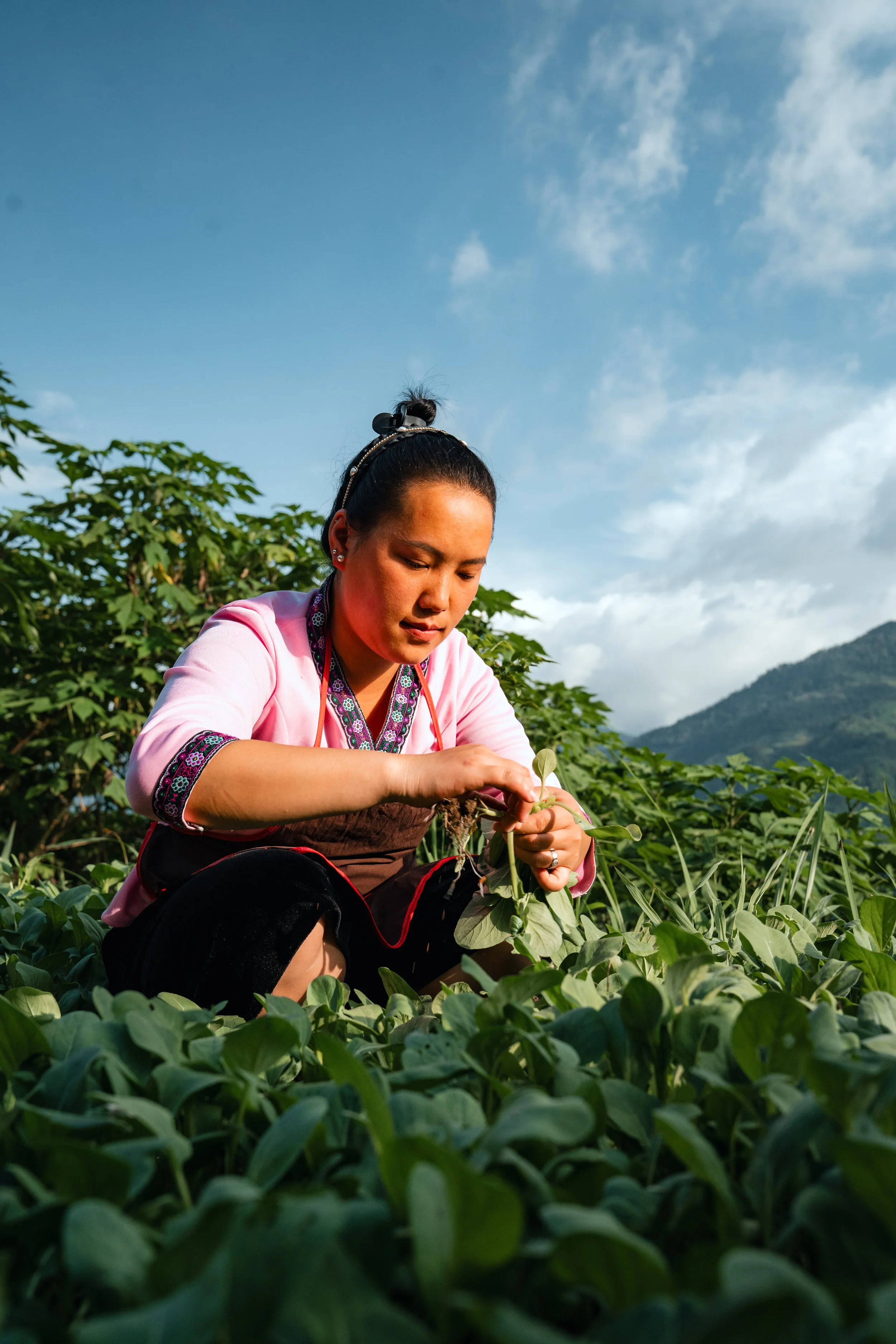 A woman wearing traditional clothing and an apron, tending to green plants in a field, with mountains and a cloudy sky in the background.