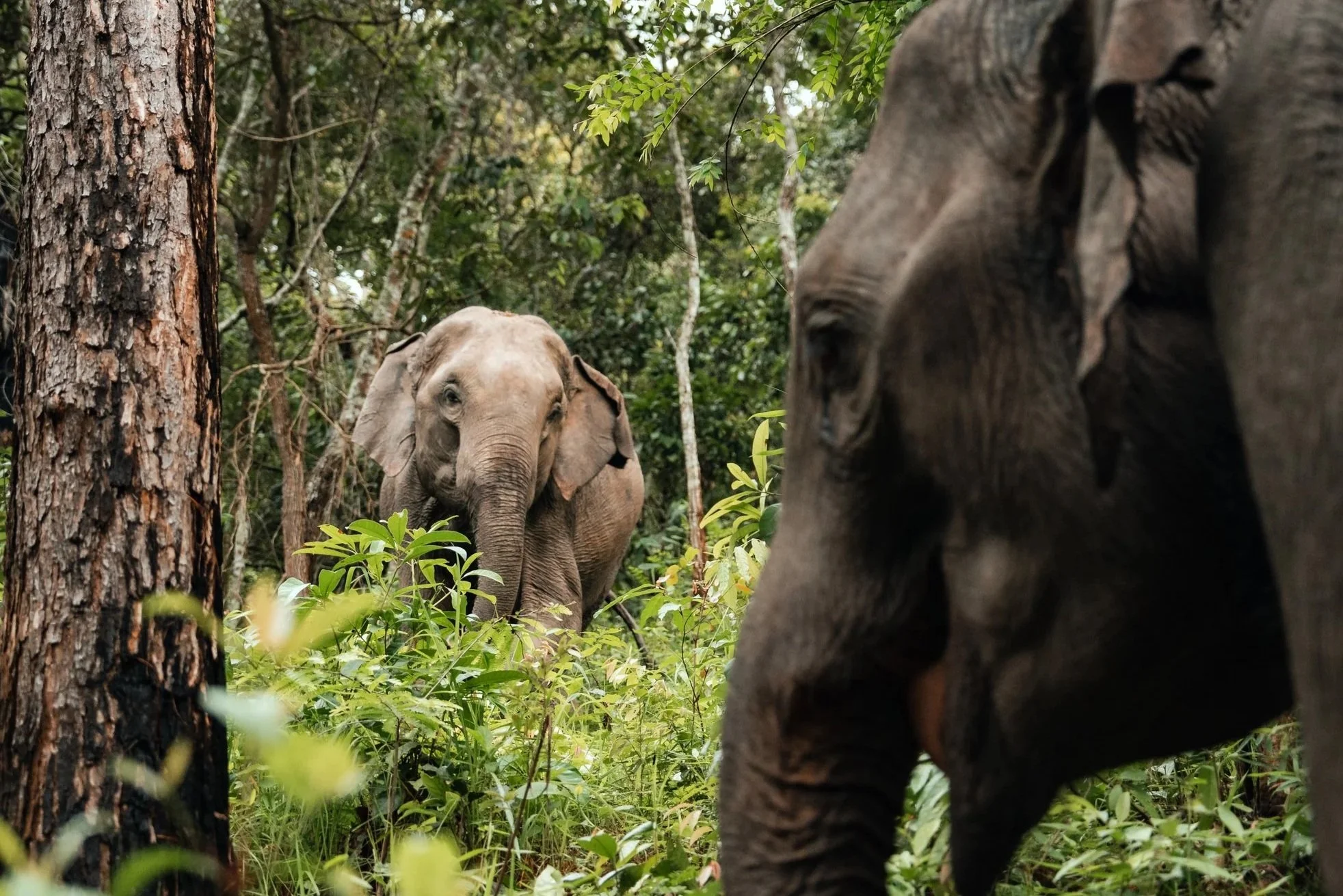 Two elephants in a dense forest, with one elephant partially visible on the right and another in the background, facing forward.