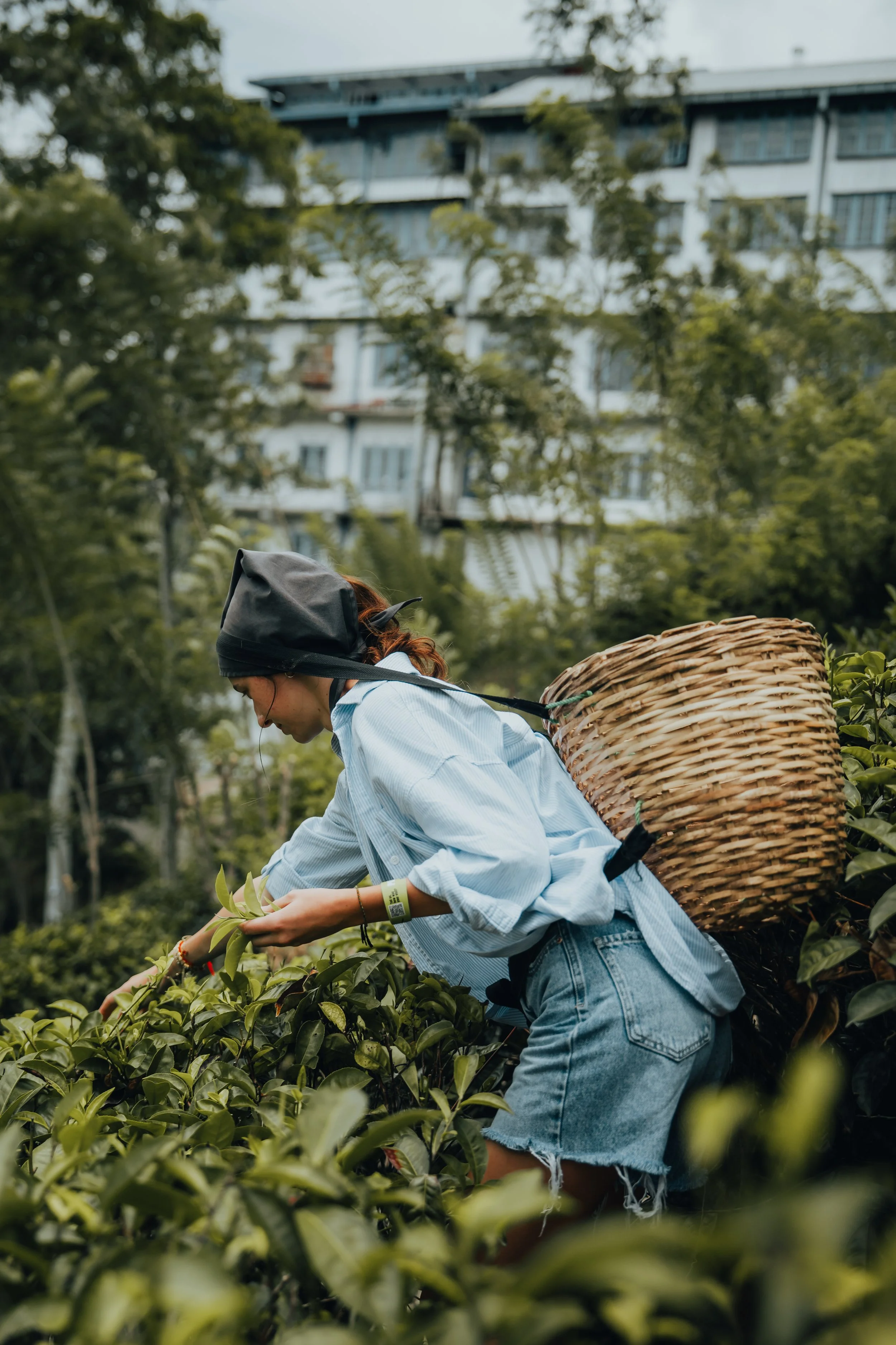 A woman picking tea leaves in a tea plantation, carrying a woven basket on her back, with trees and a building in the background.