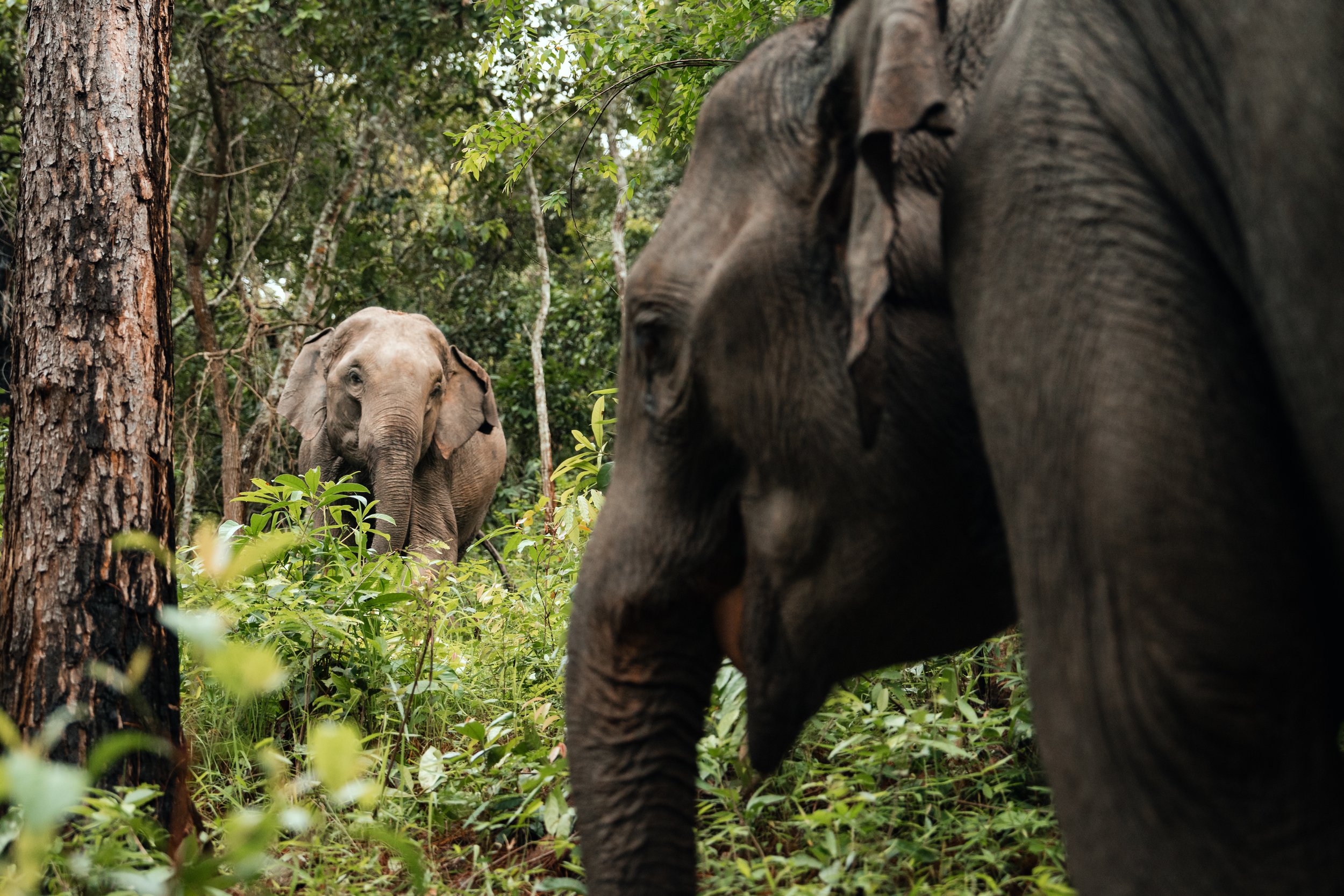 Two elephants in a dense forest with green foliage, one in the foreground and the other in the background.