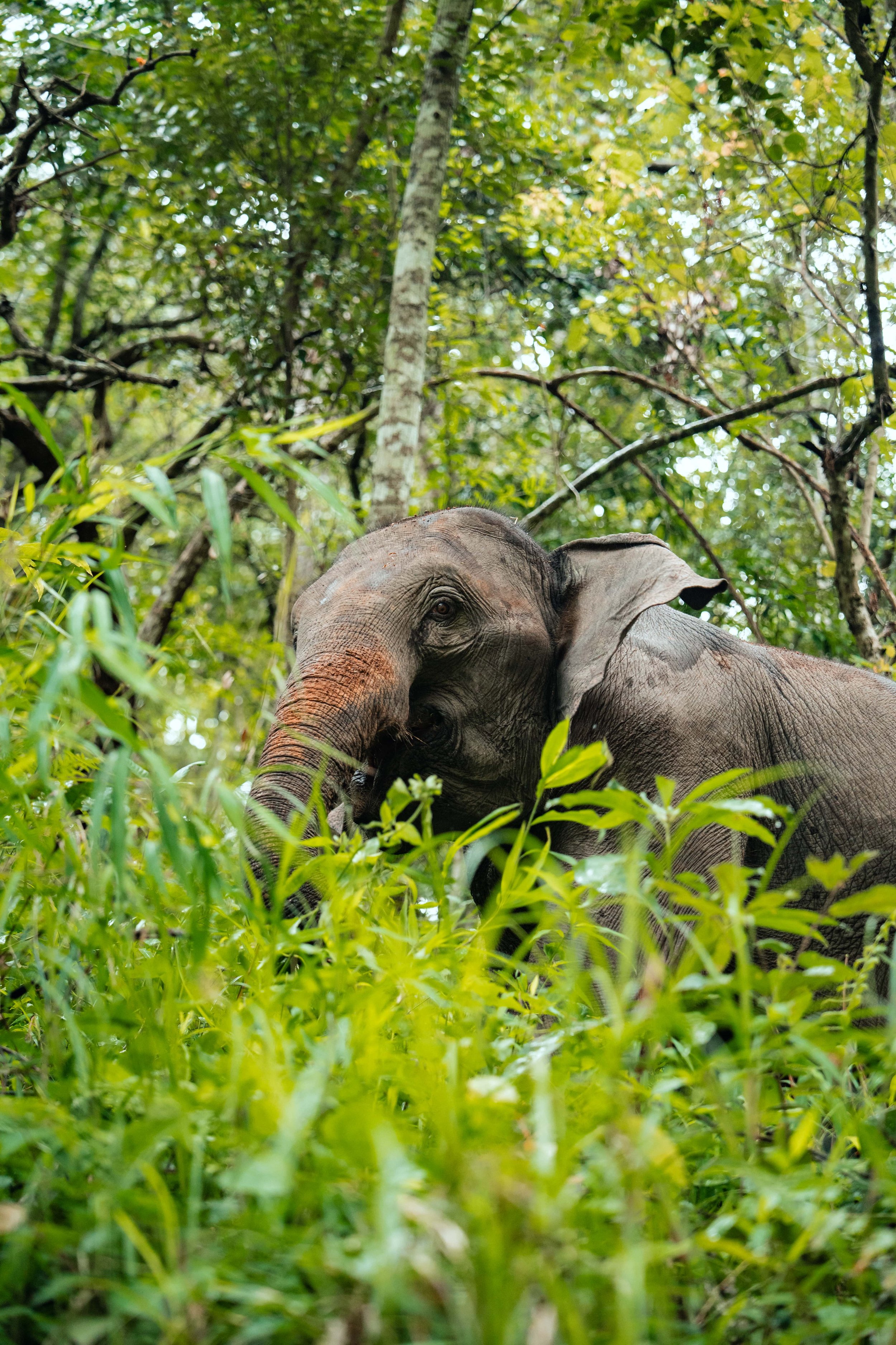 Young elephant among green foliage in a forest.
