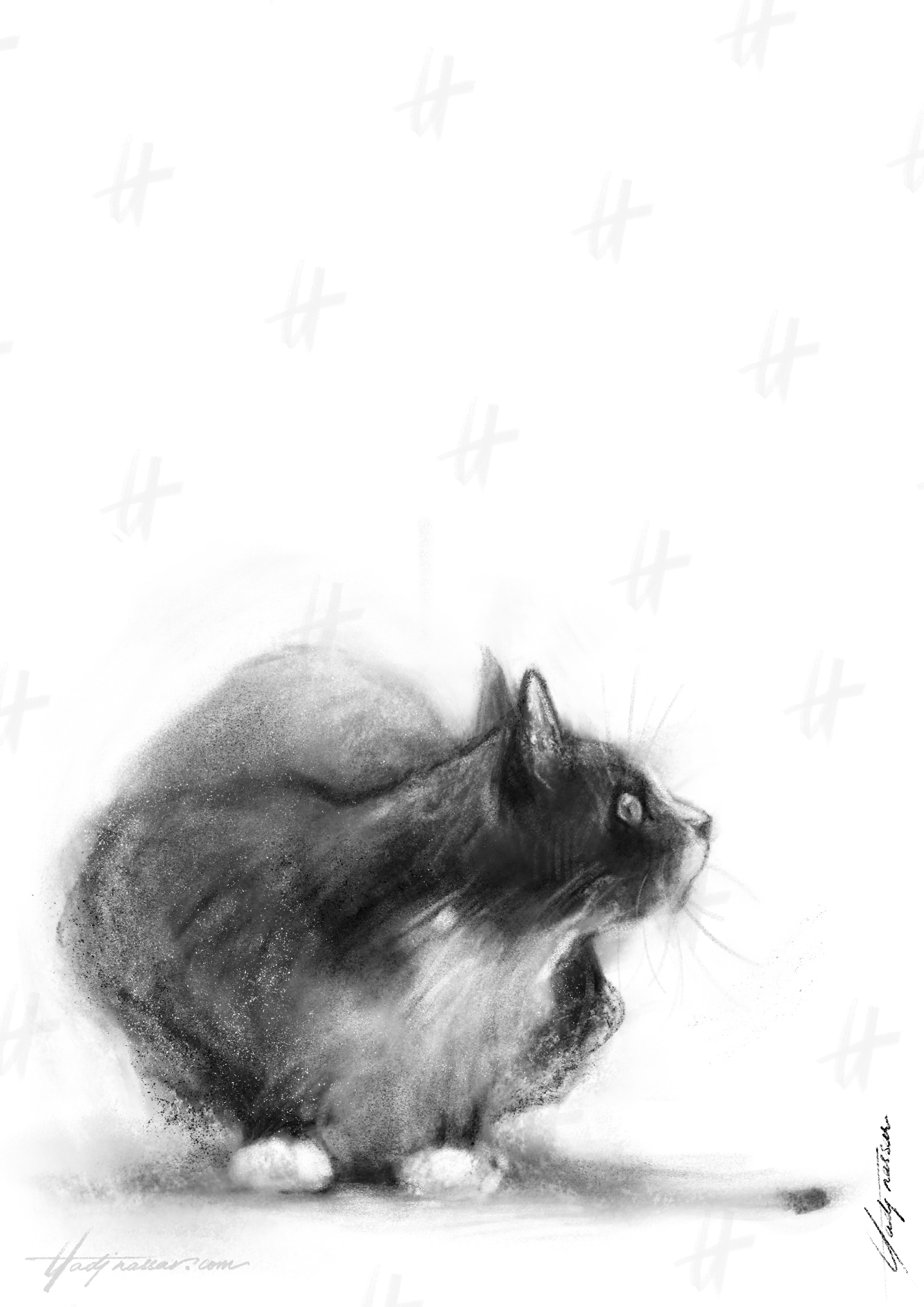 Cat looking up in charcoal