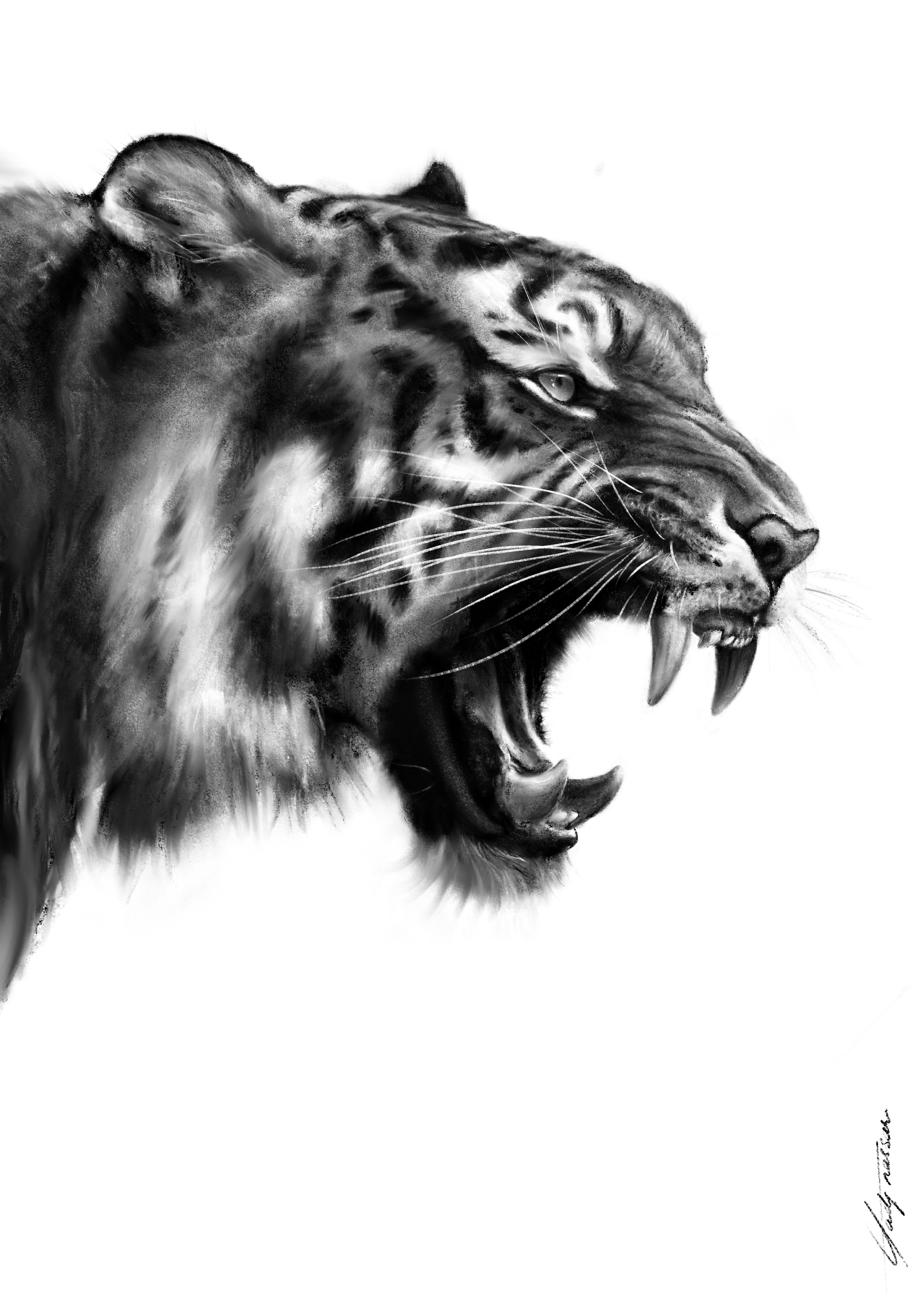 Roaring tiger in charcoal