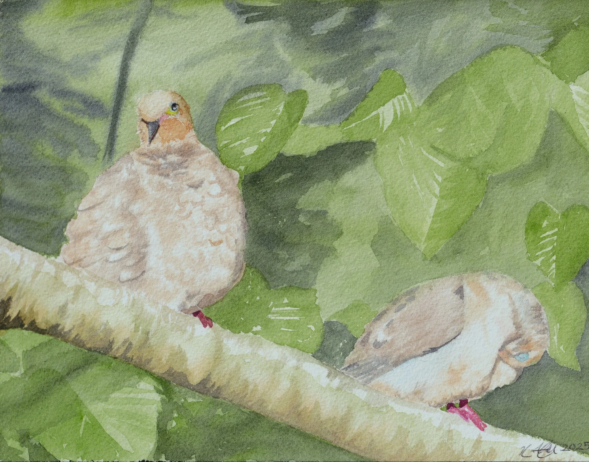Mourning Doves Watercolor Print