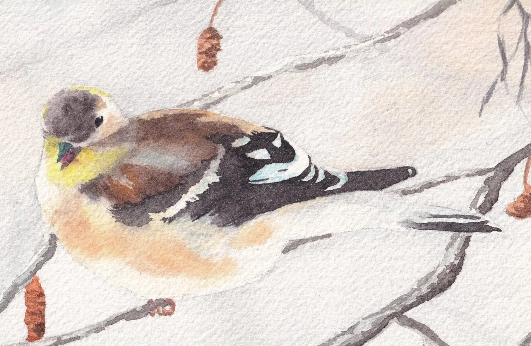 American+Goldfinch+in+Winter.jpg