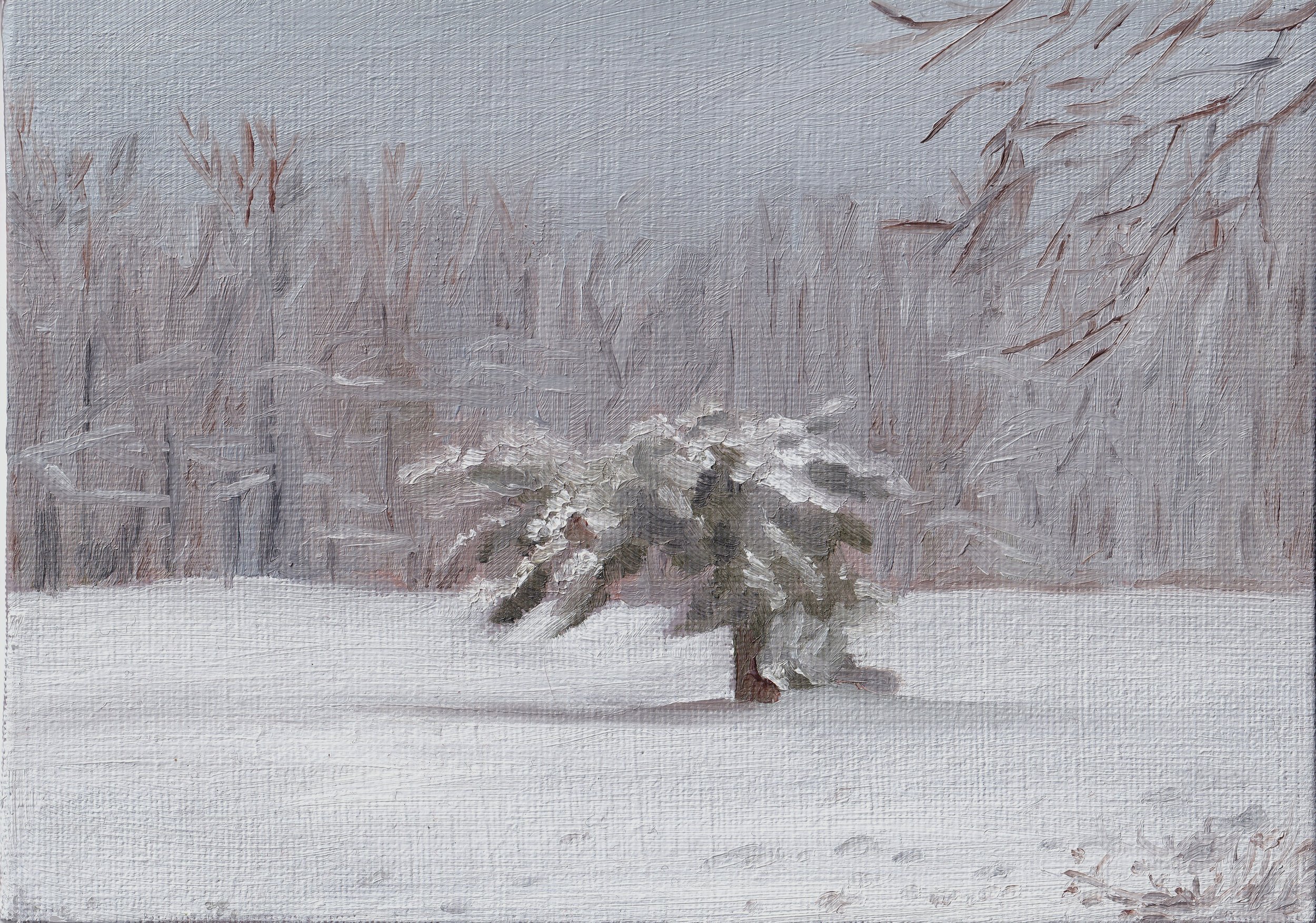 Winter Tree.jpg