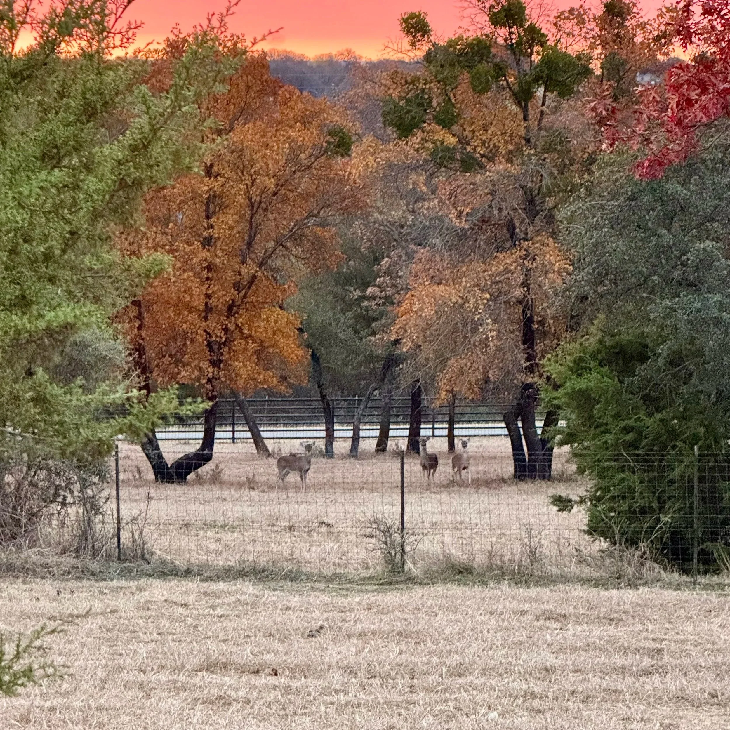 Deer grazing in a fenced field with autumn trees and a sunset sky in the background.