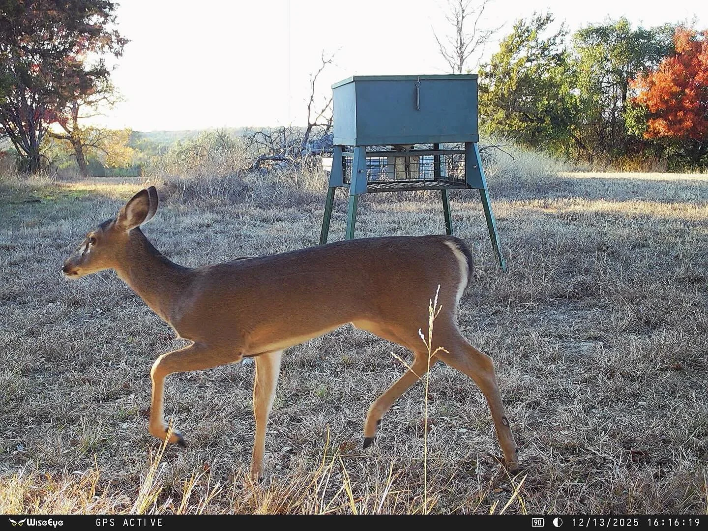 Real cool pic this afternoon from the game camera.