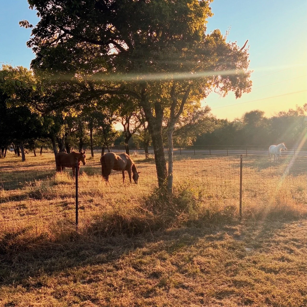 Three horses grazing in a fenced field with trees and a sunset sky in the background.