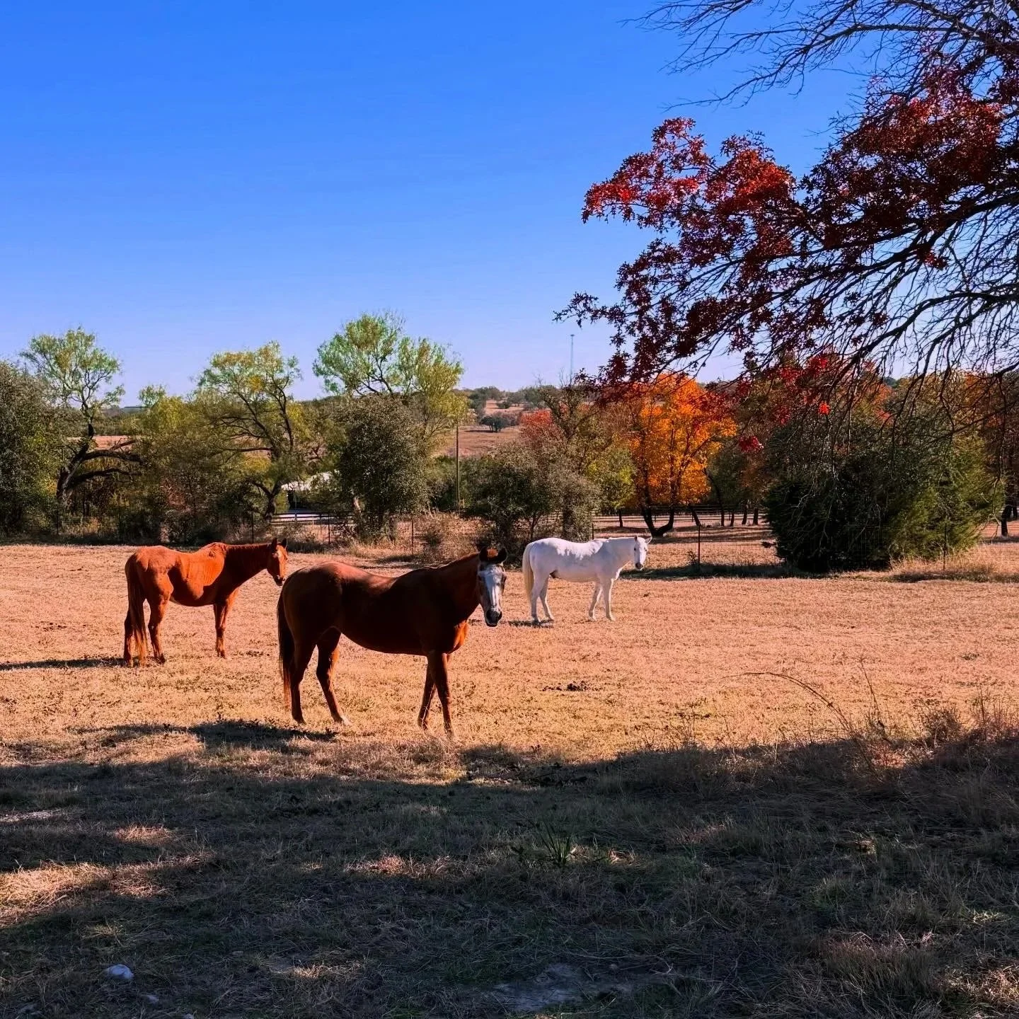 Three horses, two brown and one white, standing in a grassy field with trees and autumn-colored leaves in the background.