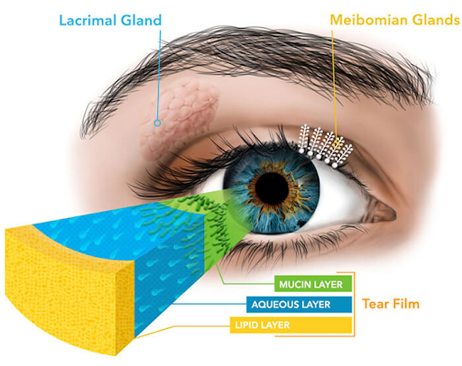 Understanding Meibomian Gland Dysfunction and Its Impact on Ocular Health