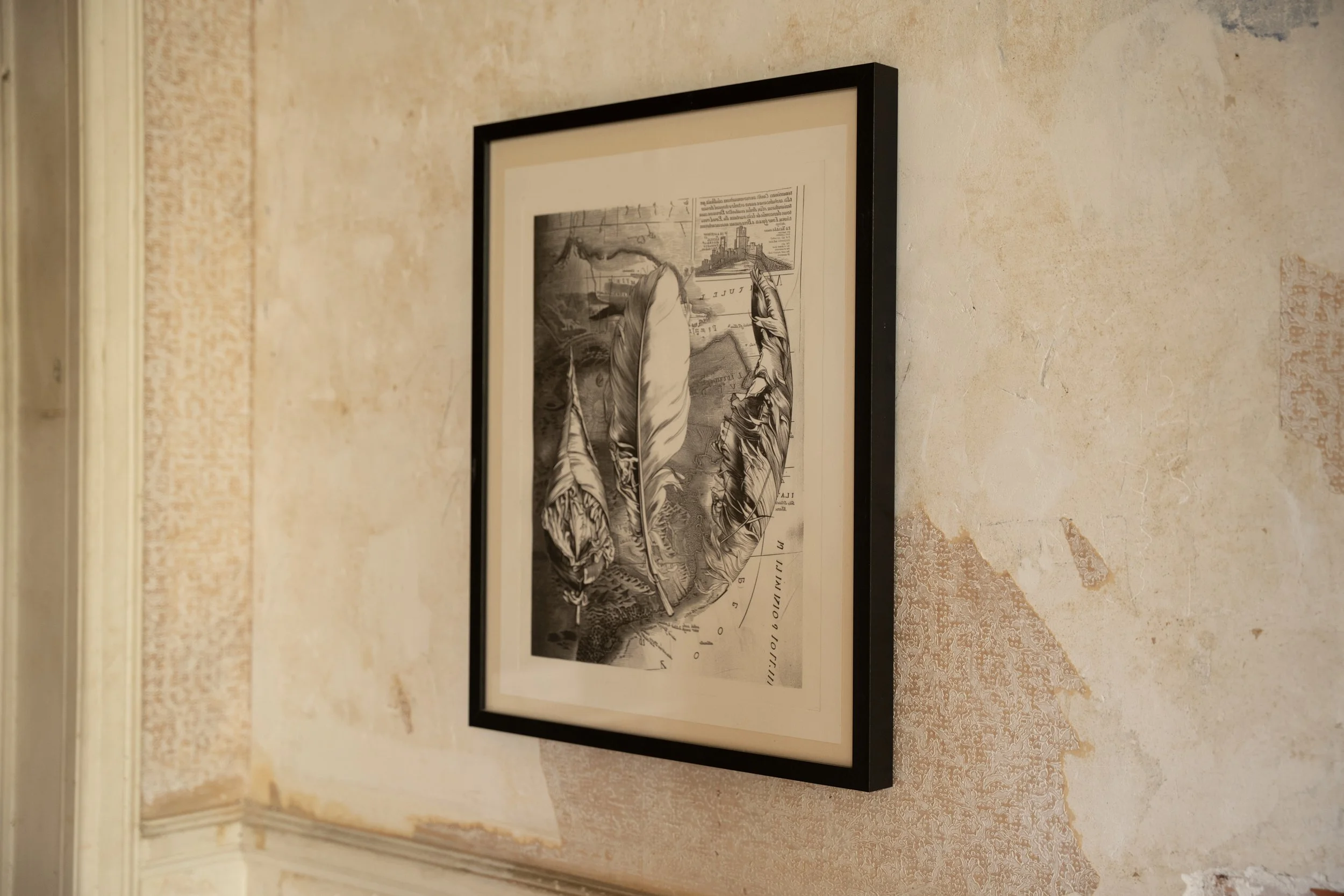 A framed black and white anatomical illustration of two large bird feathers on a textured beige and brown wall.