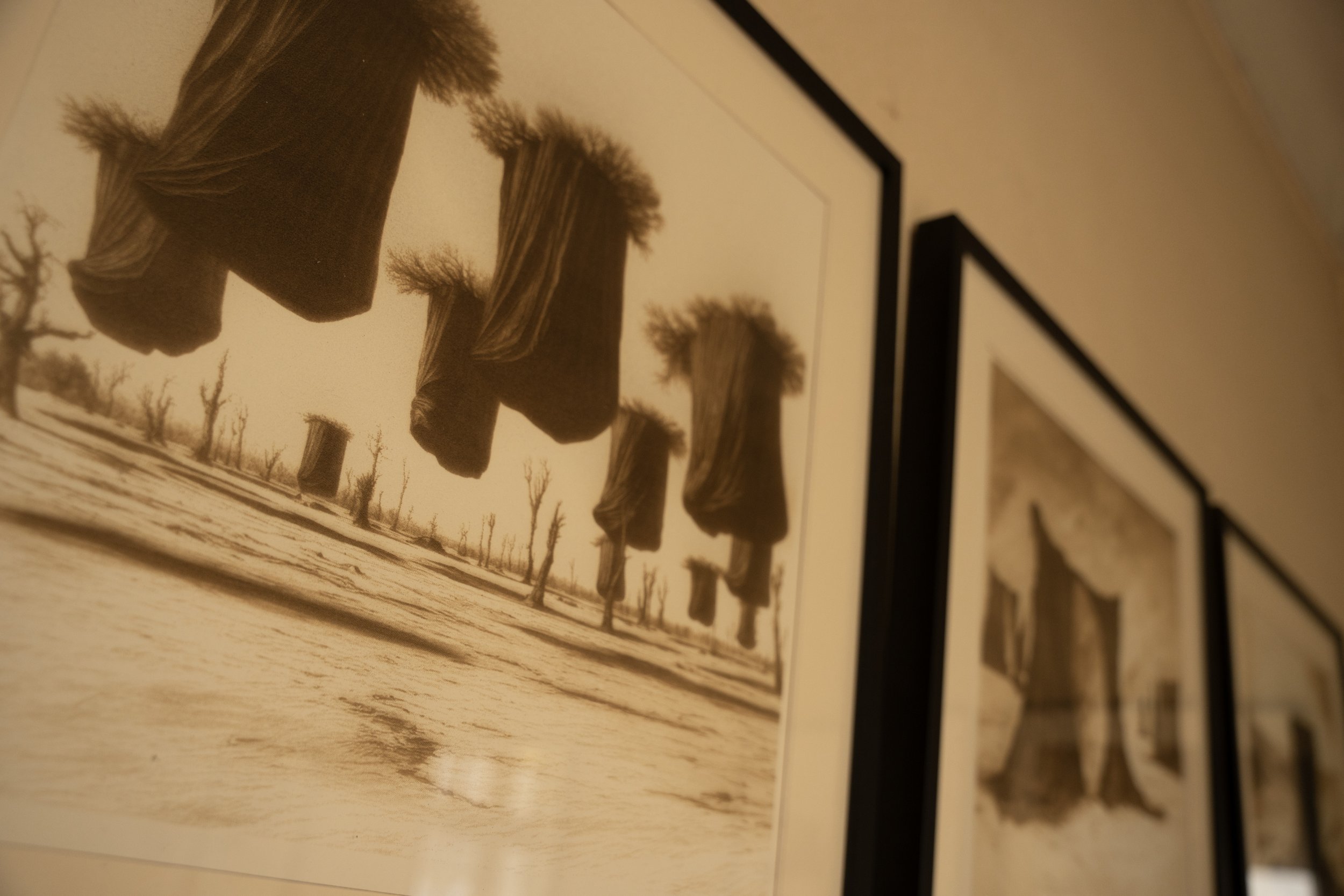 Black and white photograph of tree stumps with sparse branches in a barren landscape, with dead trees in the background.