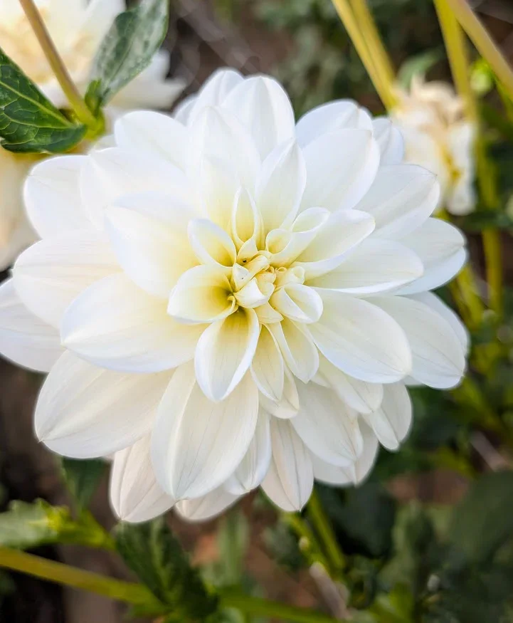 Bridezilla Dahlia Tuber