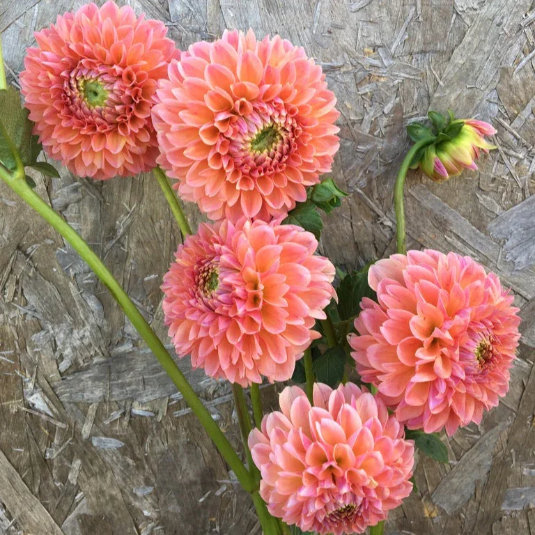 Linda's Baby Dahlia Tuber