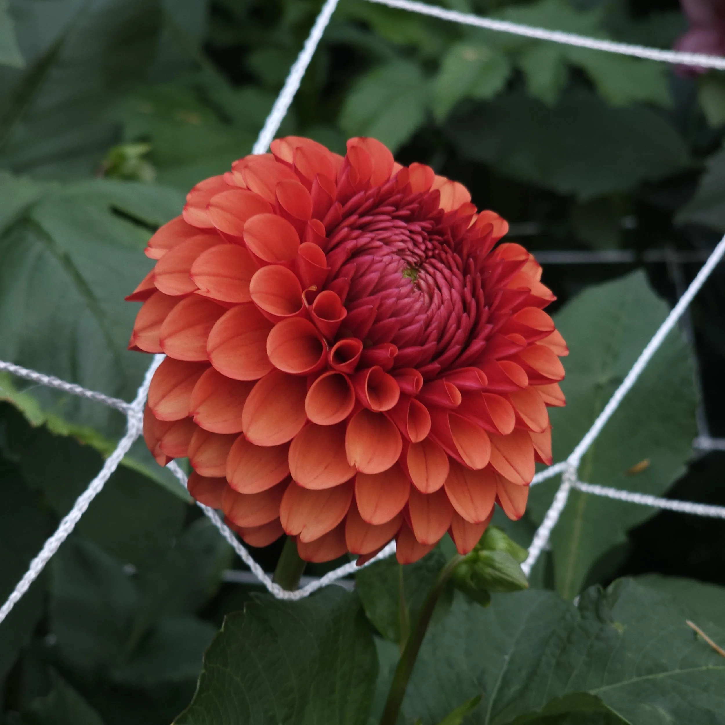Brown Sugar Dahlia Tuber