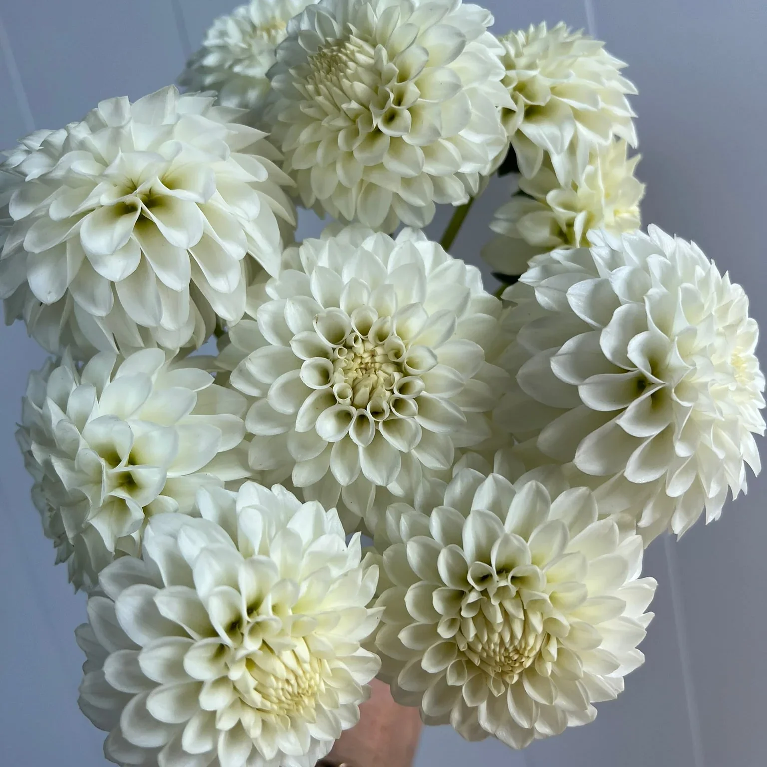 Boom Boom White Dahlia Tuber