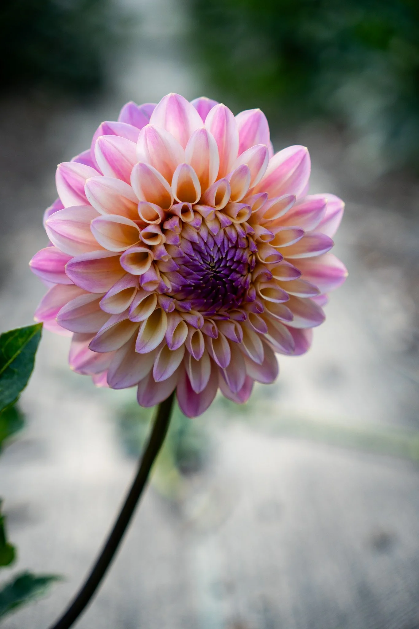 Castle Drive Dahlia Tuber