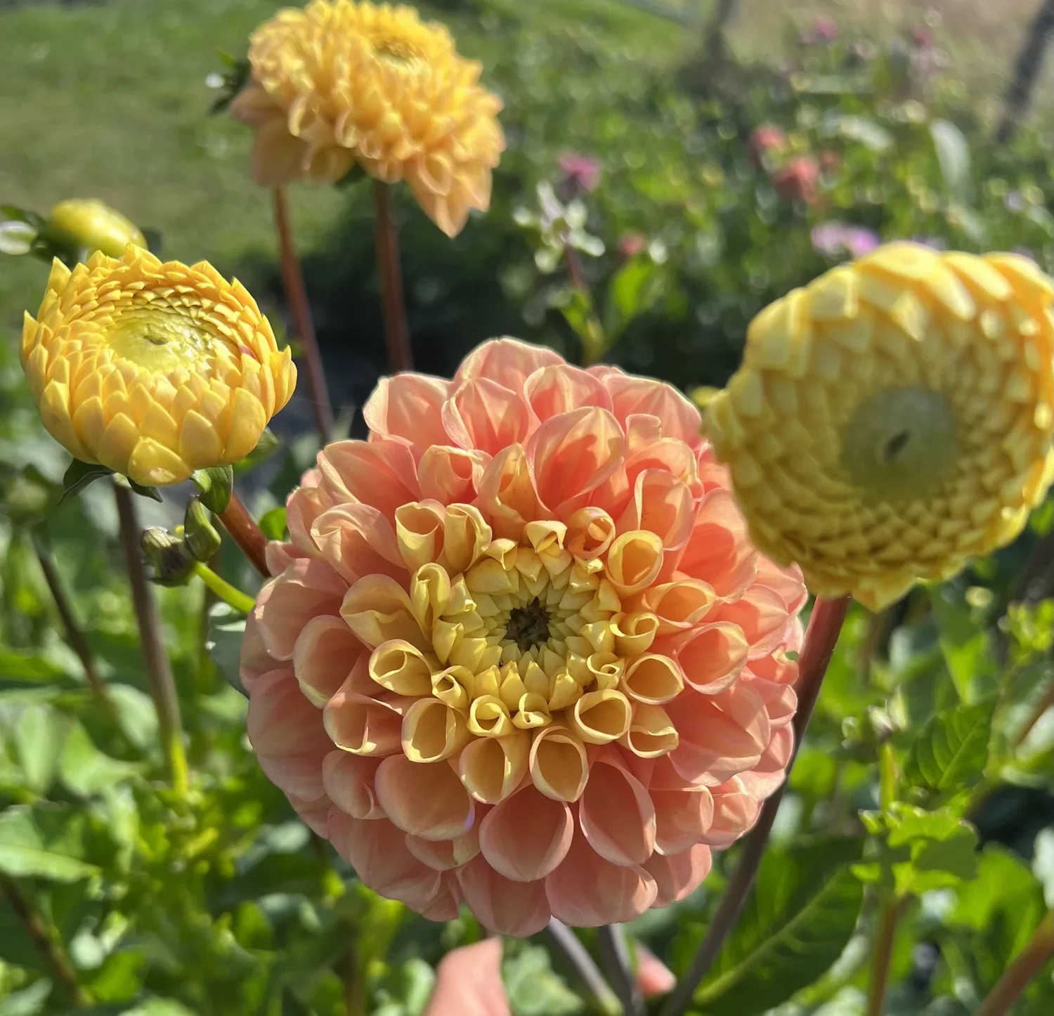 Oh Honey Dahlia Tuber