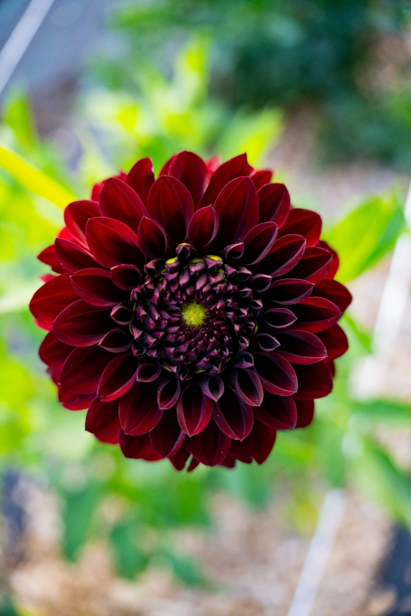 Black Satin Dahlia Tuber