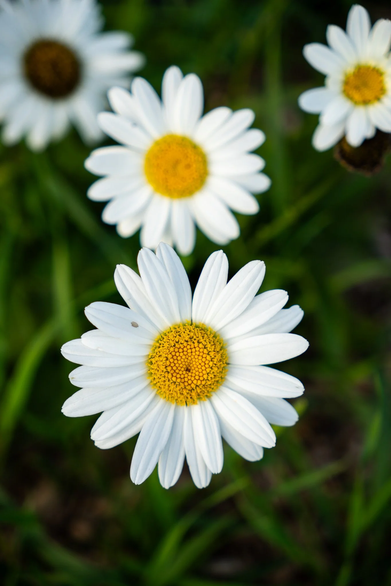 2026 Spring Bouquet Subscription