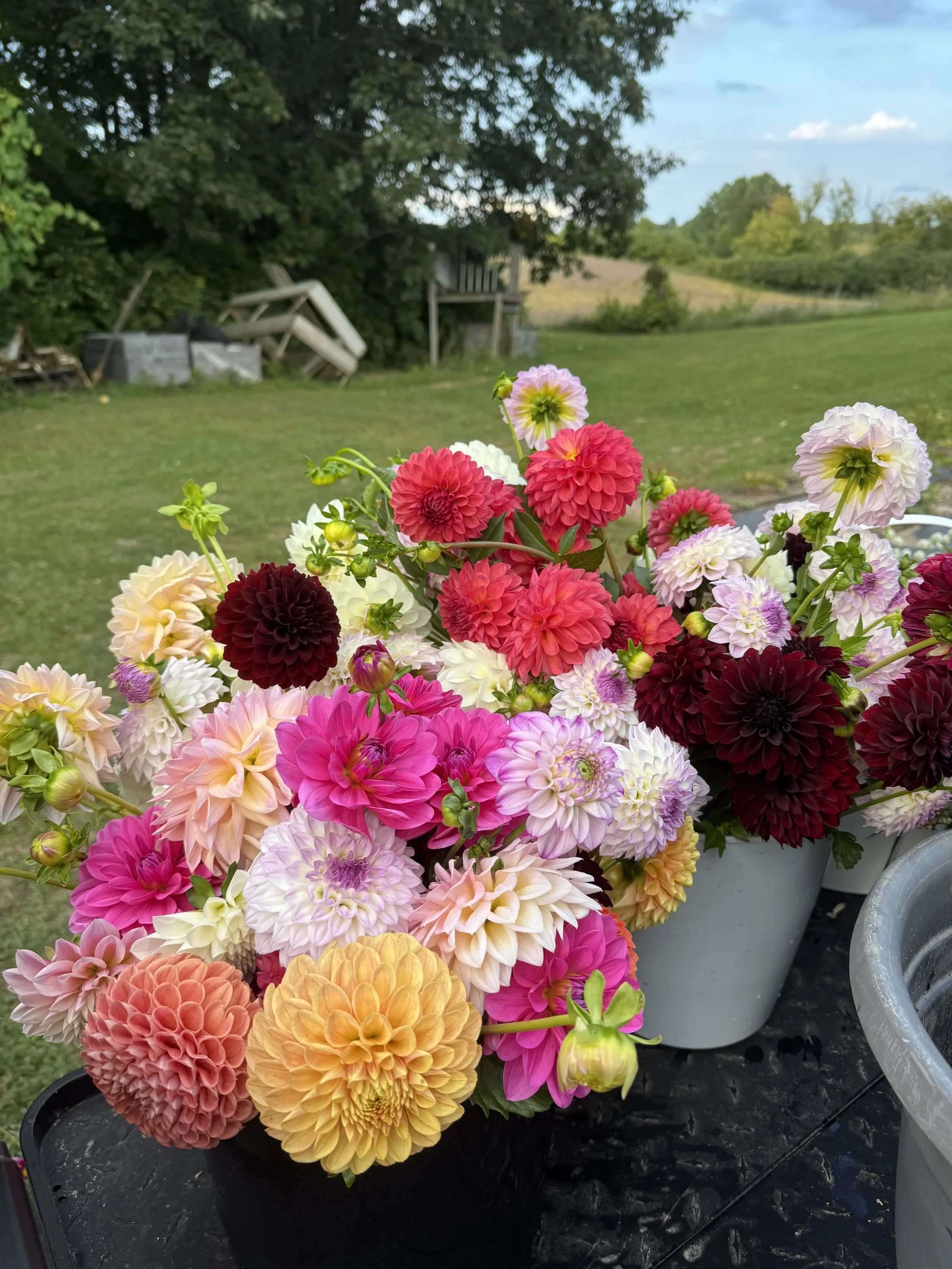 5pk. of Mystery Dahlia Tubers