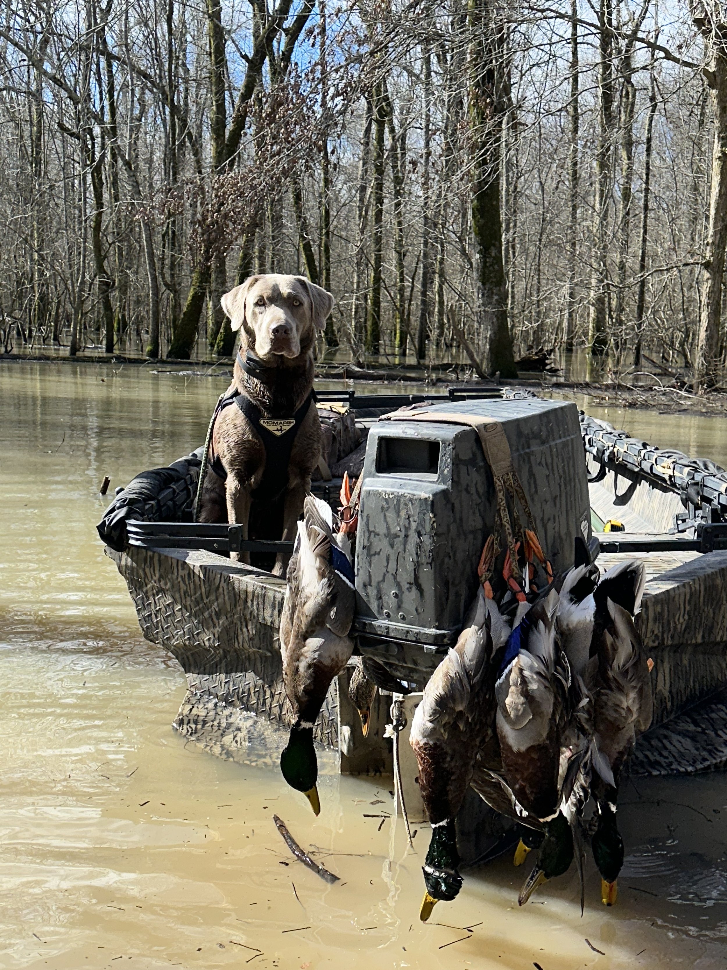 A dog on a hunting boat, holding a duck with its mouth, in a flooded wooded area with trees and cloudy sky in the background.