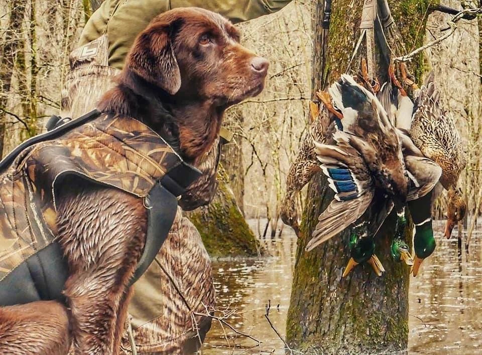 Dog wearing camouflage vest sitting in water near a tree with ducks hanging on it in a flooded forest.