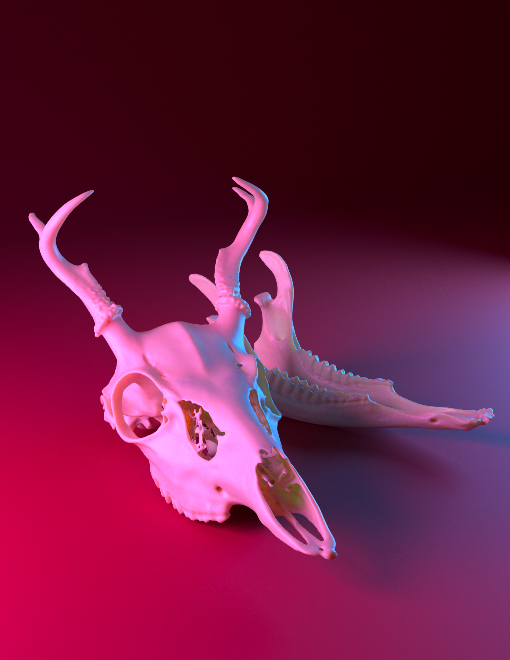 Odocoileus virginianus