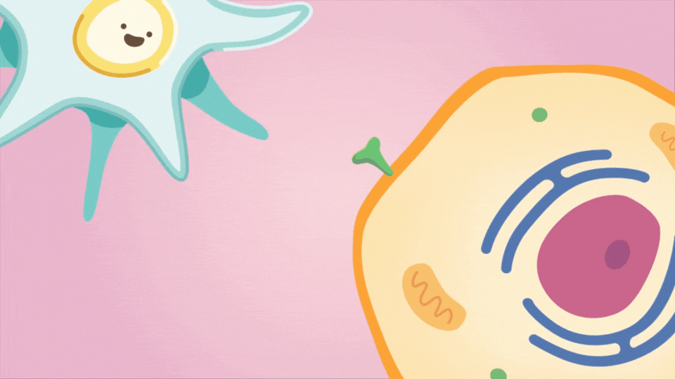 mRNA Vaccines: A 2D Animation