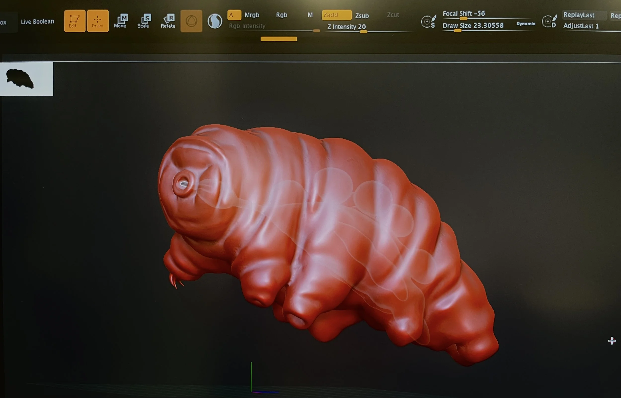 The internal structures that will be visible when rendered include the buccal ring, stylets, digestive tract, malpighian tubes, storage cells, and eggs.